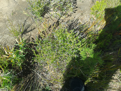 Aspalathus cephalotes violacea