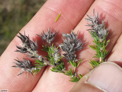 Aspalathus cephalotes violacea