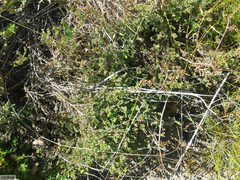 Aspalathus cymbiformis