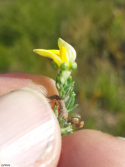 Aspalathus cymbiformis