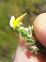 Aspalathus cymbiformis