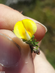 Aspalathus cymbiformis