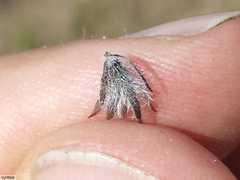 Aspalathus cephalotes violacea