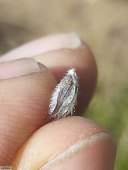 Aspalathus cephalotes violacea