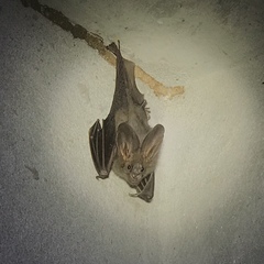 Megaderma spasma