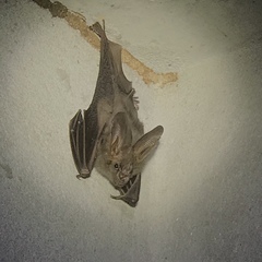 Megaderma spasma