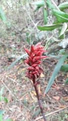 Stenorrhynchos albidomaculatum