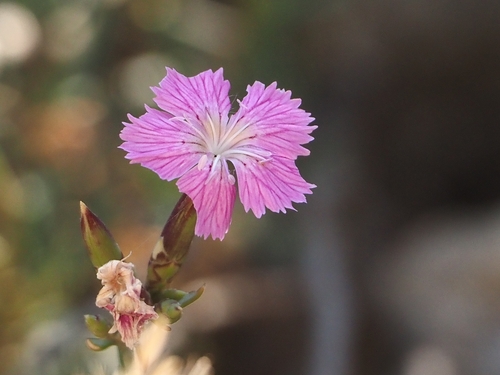 Image of Dianthus fruticosus by (c) Katerina Kalogerini, some rights reserved (CC BY)