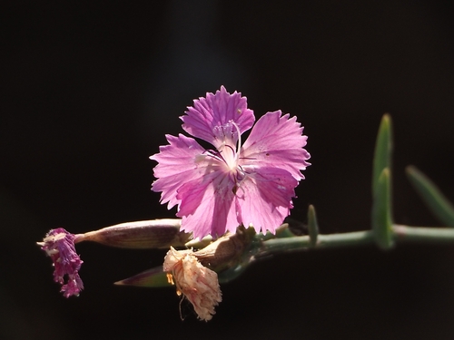 Image of Dianthus fruticosus by (c) Katerina Kalogerini, some rights reserved (CC BY)