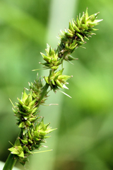 Carex conjuncta