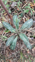 Stenorrhynchos albidomaculatum