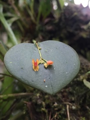 Lepanthes pecunialis