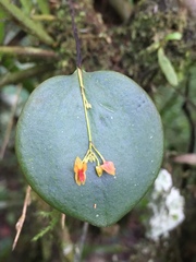 Lepanthes pecunialis