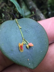 Lepanthes pecunialis