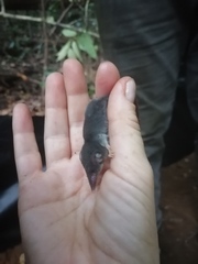 West African Pygmy Shrew photo 3