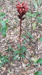 Stenorrhynchos albidomaculatum