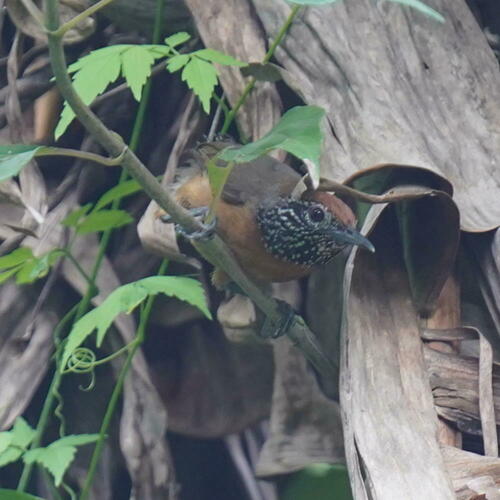 Rufous-breasted Wren (Pheugopedius rutilus), photo 8