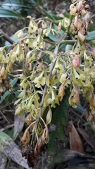 Epidendrum excisum