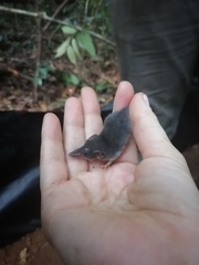 West African Pygmy Shrew photo 2