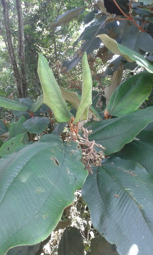 Miconia amazonica