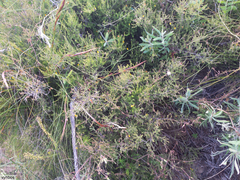 Aspalathus biflora biflora