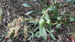 Epidendrum excisum