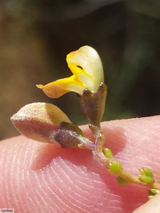 Aspalathus biflora biflora