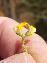 Aspalathus biflora biflora