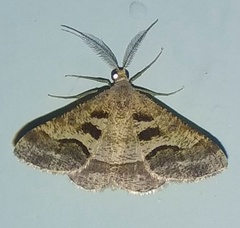 Isturgia disputaria