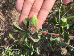 Passiflora pentaschista