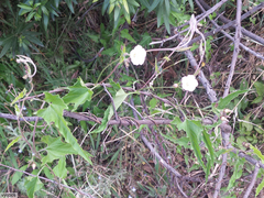 Convolvulus sagittatus
