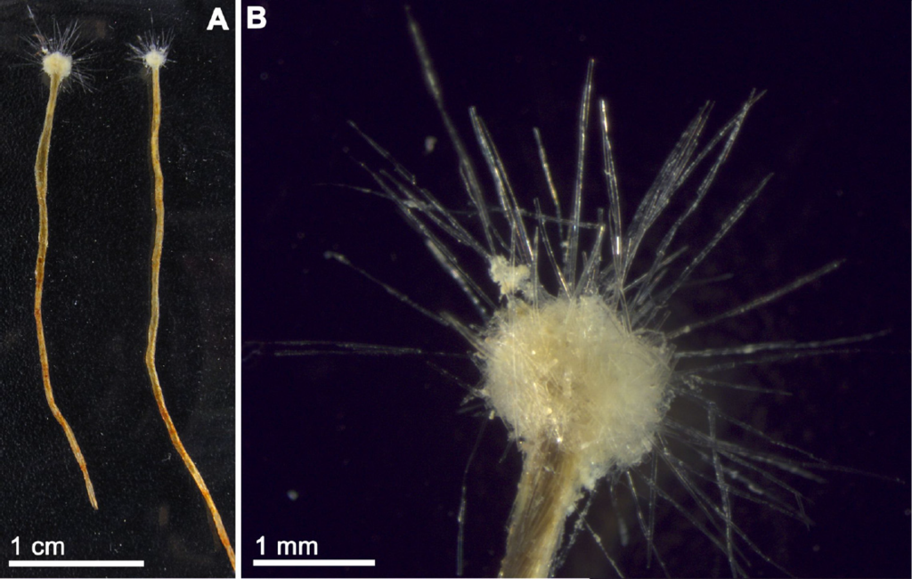 Astrorhizida