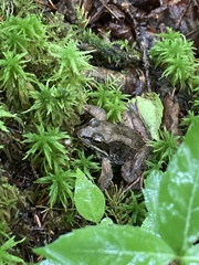 Lithobates sylvaticus image
