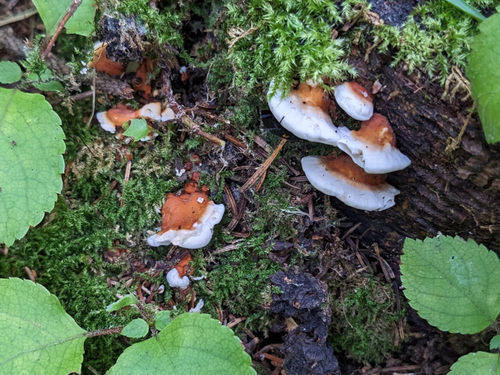 Heterobasidion orientale