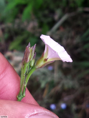 Convolvulus sagittatus