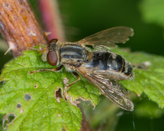 Anasimyia bilinearis