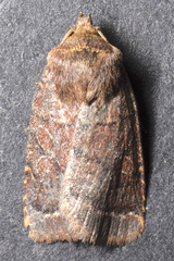 Protorthodes oviduca