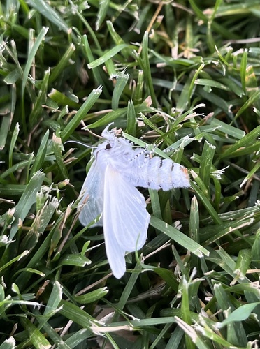 White Satin Moth photo 2