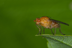 Dryomyzidae