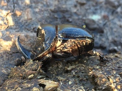 Copris hispanus cavolinii