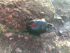 Copris hispanus cavolinii