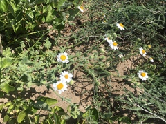 Perityle crassifolia