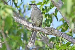 Mimus gundlachii
