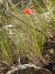 Gladiolus nerineoides