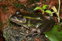 Lithobates taylori