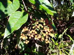 Vismia baccifera