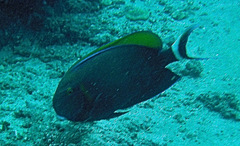 Acanthurus bariene