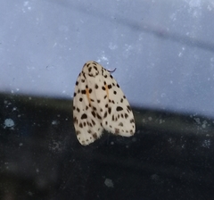 Clemensia leopardina
