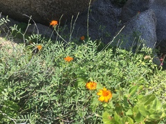 Adenophyllum speciosum