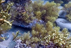 Meuschenia freycineti